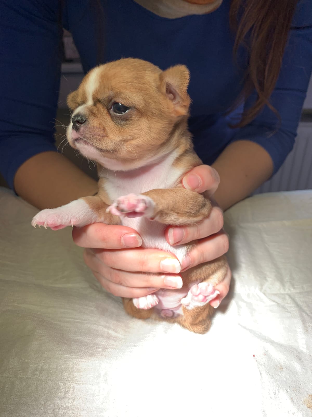 Welpencheck in der Tiersprechstunde